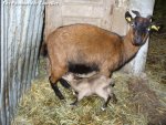 Mise bas de AMBRE - chèvre naine