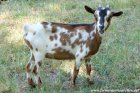 LILOUNETTE - chèvre miniature des Tourelles