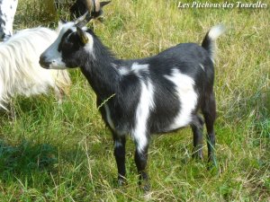 IRROISE - chèvre naine des Tourelles