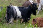 MAÏKO - bouc miniature à poils longs des Tourelles