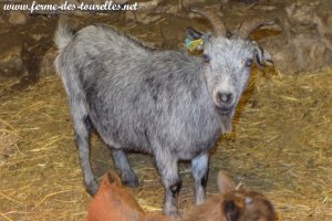 JOELIE - chèvre semi-miniature des Tourelles