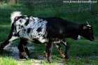 IZZA - chèvre naine des Tourelles