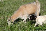 ELSA - chèvre naine des Tourelles