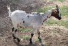 JALIS - chèvre miniature des Tourelles