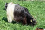 HADORA - chèvre Col Noir du Valais des Tourelles