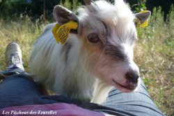 HERMIONE - chèvre extra-toy des Tourelles