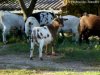 CIGALINE - chèvre miniature des Tourelles