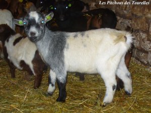 HEVIA - chèvre miniature des Tourelles