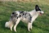 LAVANDE des Tourelles - chienne Border Collie non LOF bleu merle aux yeux bleus