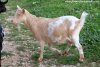 EÏLYN des Tourelles - chèvre naine motte