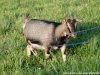 HERMINE - chèvre miniature des Tourelles