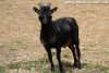 RADJA - bouc miniature marbré de la Ferme des Tourelles