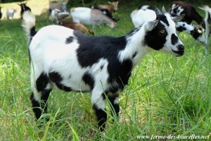 NEVA des Tourelles - chèvre miniature aux yeux bleus