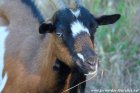 HEMILIE - chèvre miniature aux yeux bleus des Tourelles
