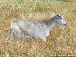 DHALIA - chèvre naine motte des Tourelles