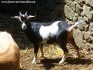 IVANA - chèvre naine des Tourelles