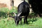 IWIE - chèvre naine des Tourelles