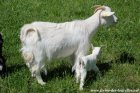 IRIS - chèvre semi-naine semi-angora aux yeux bleus des Tourelles