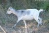 LAVANDINE des Tourelles - chèvre miniature