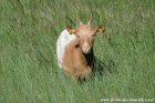 LIKA - chèvre naine des Tourelles