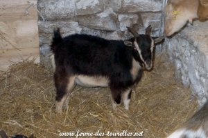 FICELLE - chèvre miniature des Tourelles