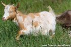 OAKA des Tourelles - chèvre miniature aux yeux bleus