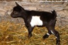 PEKINA des Tourelles - chevrette miniature, yeux bleus ?