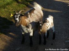 ELINA et ILARIO - chèvres miniatures