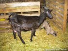 JIMINY sous le regard de sa maman INES des Tourelles - chèvres Alpines