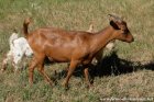 LOUNA - chèvre miniature des Tourelles