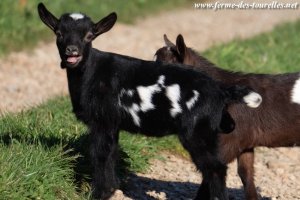 NAÏLYS des Tourelles - chèvre miniature