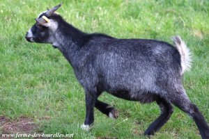 JESSICA - chèvre naine des Tourelles