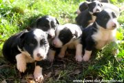 Chiots de LIXIE du 22-10-20