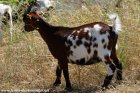 LIBELLA - chèvre miniature des Tourelles