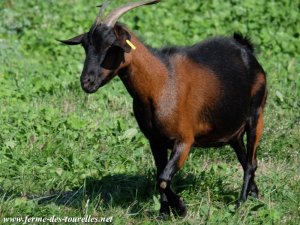 PADMEE - chèvre semi-naine des Tourelles