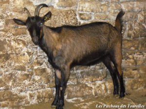 HARISSA des Tourelles - chèvre Alpine