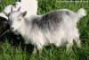 MELINE des Tourelles - chèvre miniature