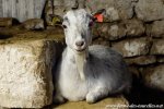 FILOUNE - chèvre naine des Tourelles