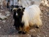 ELVIS - bouc extra-nain à poils longs des Tourelles