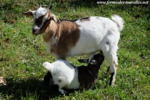 LYDIE (et sa fille MARGOT) - chèvre miniature des Tourelles