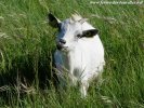 INFINITY des Tourelles - chèvre extra-naine