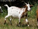 JAKOTA - chèvre miniature des Tourelles