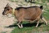 CHIPIE - chèvre miniature extra-naine des Tourelles