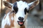 OSAKA des Tourelles - chèvre miniature