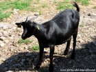 IDILINE - chèvre miniature des Tourelles