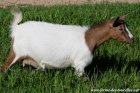 LIBERTY des Tourelles - chèvre miniature motte