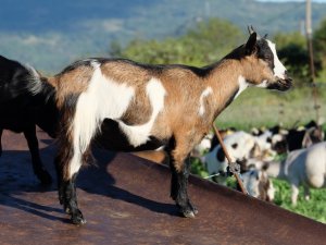 JEEPY des Tourelles - chèvre miniature