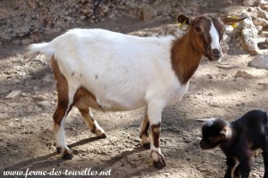 LIBERTY des Tourelles - chèvre miniature motte