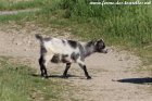 NAWA des Tourelles - chèvre extra-toy