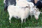 NORIA des Tourelles - chèvre semi-miniature semi-angora aux yeux bleus